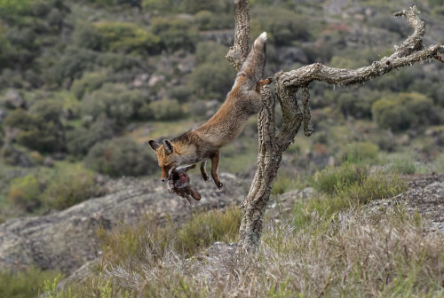 wintersglory:Iberian red fox (Vulpes vulpes silacea)© Frans Pelsmaekers       