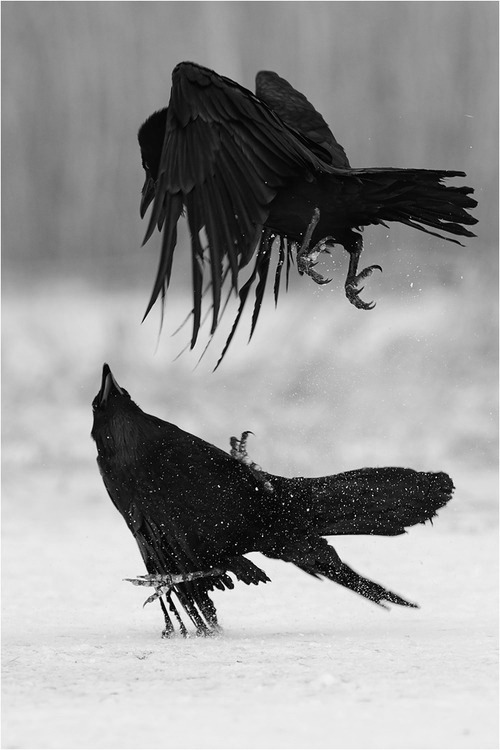 youreyesblazeout:  Come and play and if we’re torn apart we will have learned f