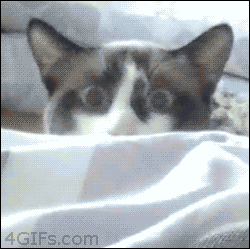 damienandlorriechols:  4gifs:  [video]  there was a back to the test?