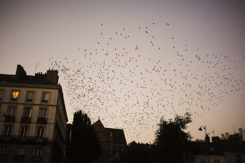 By Antoine Causse