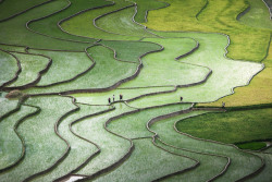 boyidk:  Terrace paddies in North Vietnam [Shortlisted in National Geographic Photo Contest 2015] by Quynh Anh Photography on Flickr 