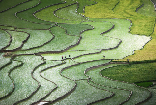 Porn boyidk:  Terrace paddies in North Vietnam photos