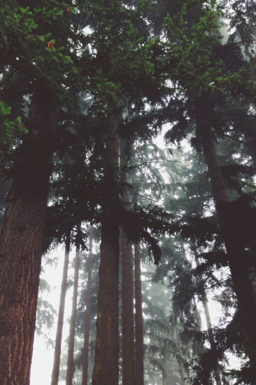 northwezt:Foggy days.