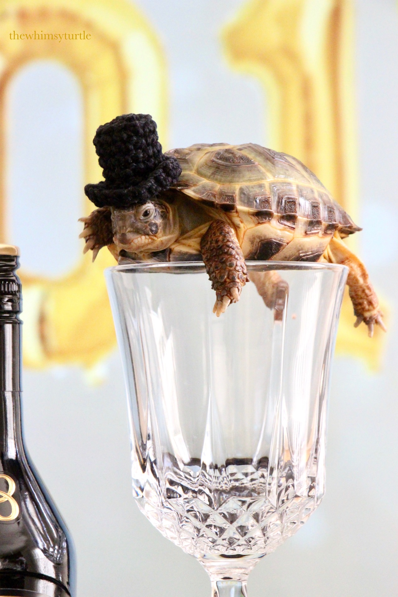 thewhimsyturtle:  thewhimsyturtle:  🎉🎩🐢  Happy New Year, Tumblr!  🥂🍾🎊