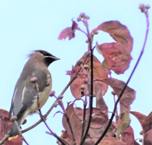 Large assortment of birds pigging out on Dogwood berries in the same tree. Cedar Waxwing, Bluebird, 