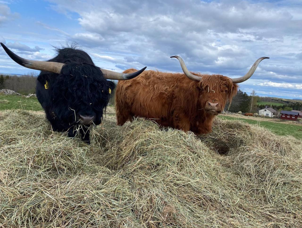 https://instagr.am/p/CdqWd8Ysk4K/ #highlandcattle#cow#cows#animals#cattle#fluffy#farm#farmlife#countrylife#countryside#finland