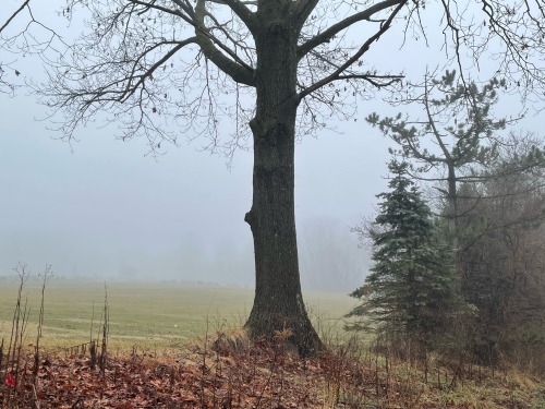 Another Fog Picture From This Morning.