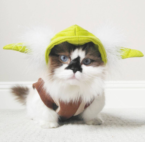 May The Furce Be With You. Instagram: albertbabycat