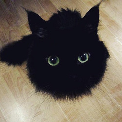 only-cats-photos:  So cute! Reminds me of toothless #cat #kitten #black #fluffy #toothless #howtotrainyourdragon #green #eye #eyes #cute http://ift.tt/1BiP8wC - Follow me http://ift.tt/Roy1qi 