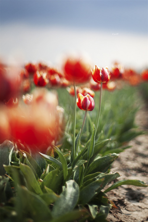 Netherlands, Tulips