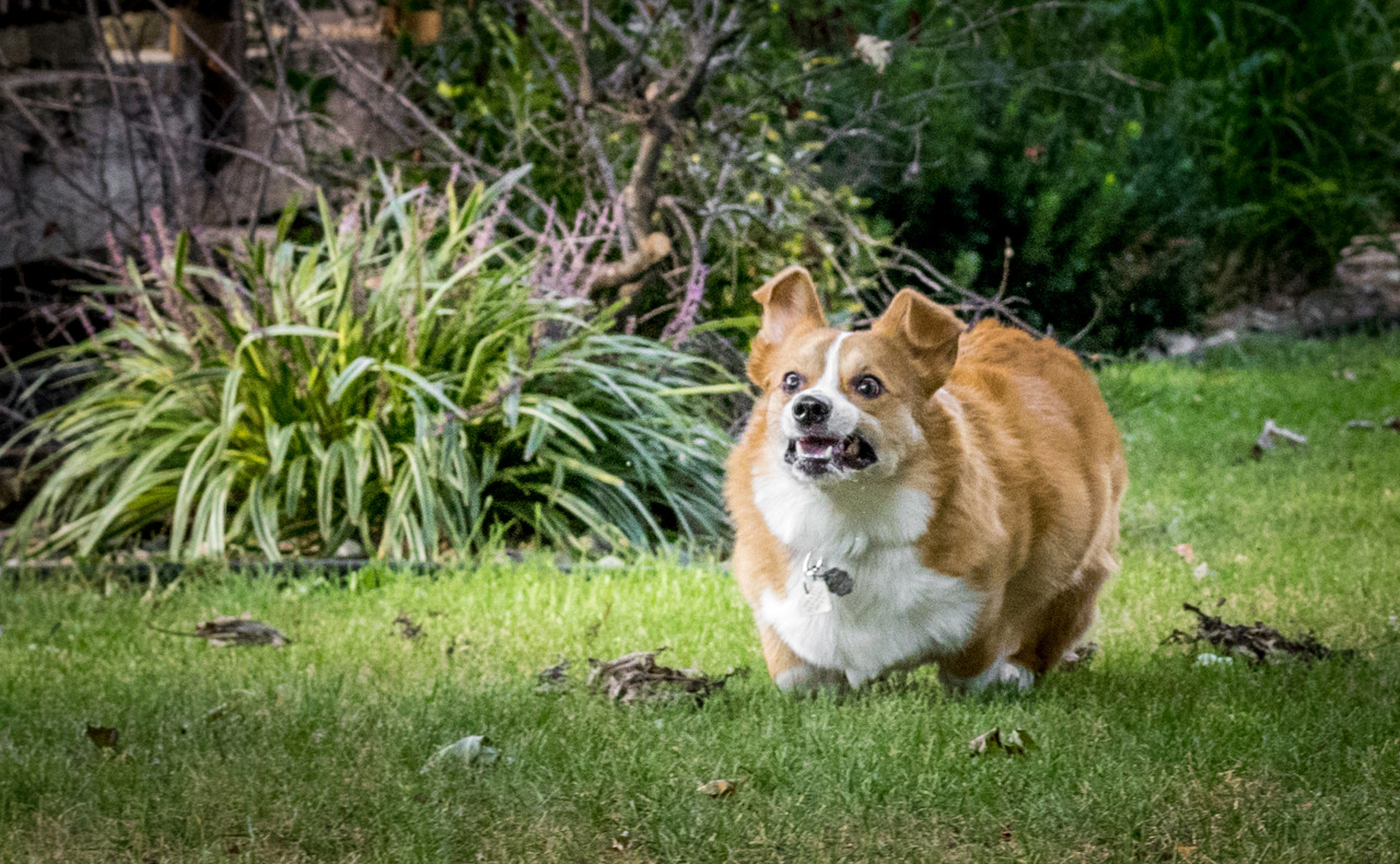 thefrogman:  Otis the Majestic Chaser of Balls. 