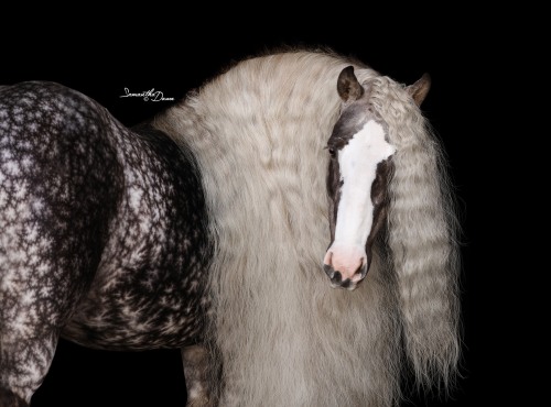 gallusrostromegalus:horsesarecreatures: Dungarvan Flirtini - Irish Cob MarePhotography by Samantha D