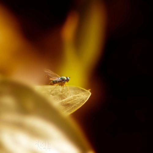 Fly  #insectphotography #insectsofinstagram #insects_of_our_world #macro #macro_perfection #macropho
