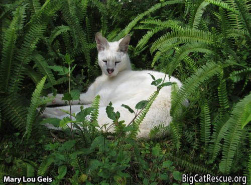 bigcatrescue: Pharaoh Serval lounging in the shade and coolness of his favorite foliage area. Here a