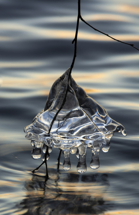 ray-sussmann:Fresh Ice Dippers©Raymond P Sussmann