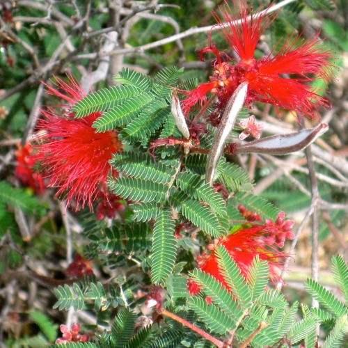 Fairy Duster (Calliandra spp.), Arizona Sonora Desert Museum, Tucson, Arizona, 2014.