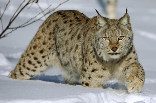 taxonomy-blog: Eurasian lynxLynx lynx