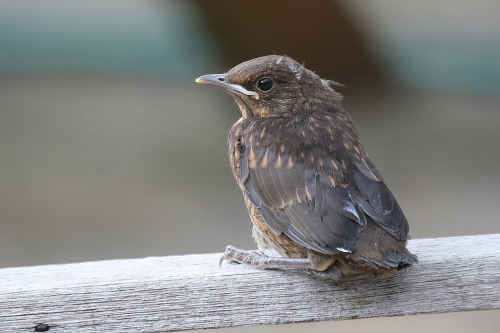 juvenile Common Blackbird (Turdus merula) >>by (1{2)