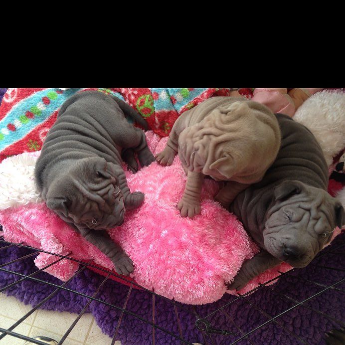 When Sosa was a baby he&rsquo;s on right. I miss him so much can&rsquo;t