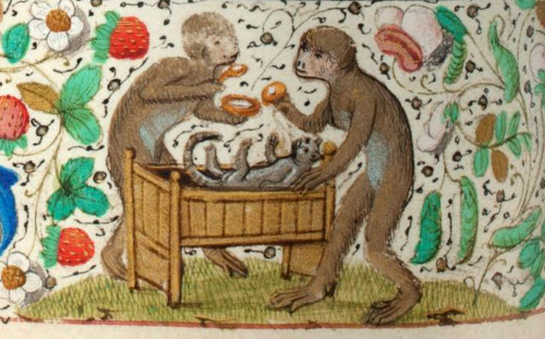 monkeys nursing a kitteh see also the eternal love of the primates‘Trivulzio Book of Hours’, Flander
