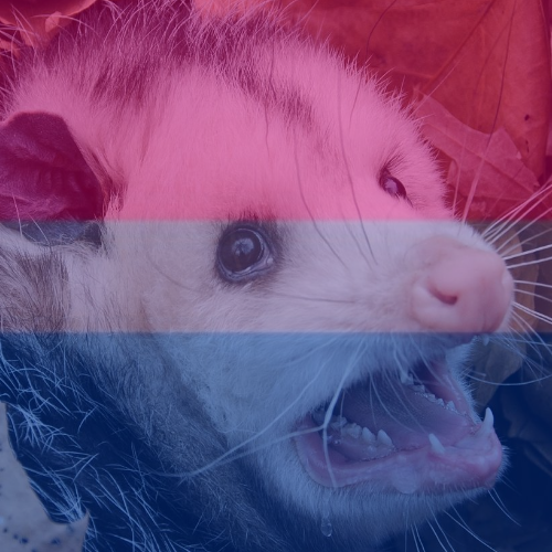 possumoftheday:Instead of a proper Possum of the Day, I wanted to make you guys pride icons! I’m awa