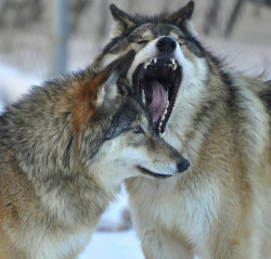 llbwwb:   My What a Big Mouth You Have! (by Eve’sNature) 