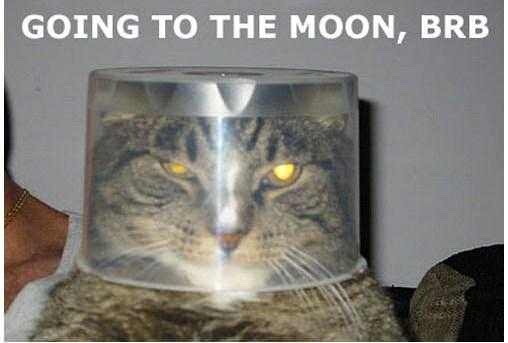 seananmcguire: sophiaslittleblog:  tzikeh:  owl-librarian:  sasgalula:  coolcatgroup: