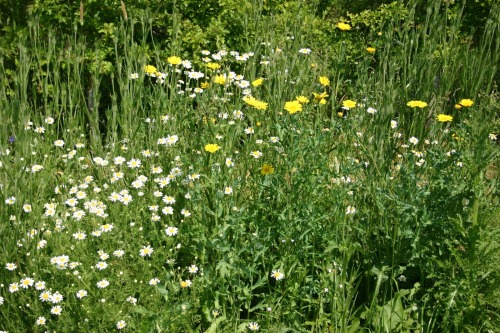 daisygrave:green/indie