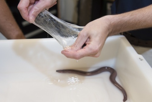 plaguedocboi:We’re gonna talk about hagfish today, since it is Their DayHagfish