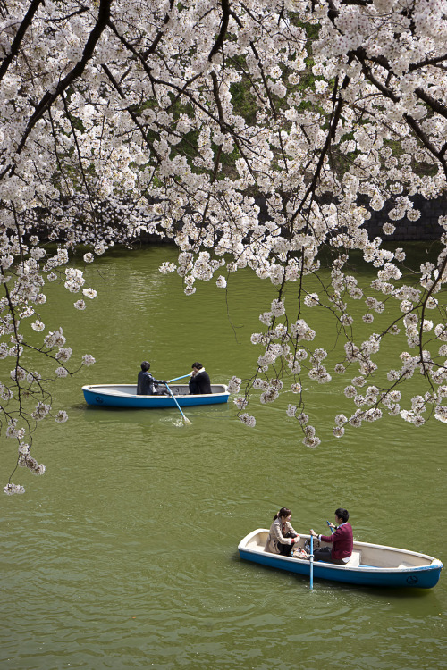 photos91:Romantic rowing boats at the Chidorigafuchi canal in Tokyo.
