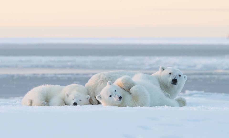 wolverxne:  At the Arctic National Wildlife Refuge in Alaska, wildlife photographer