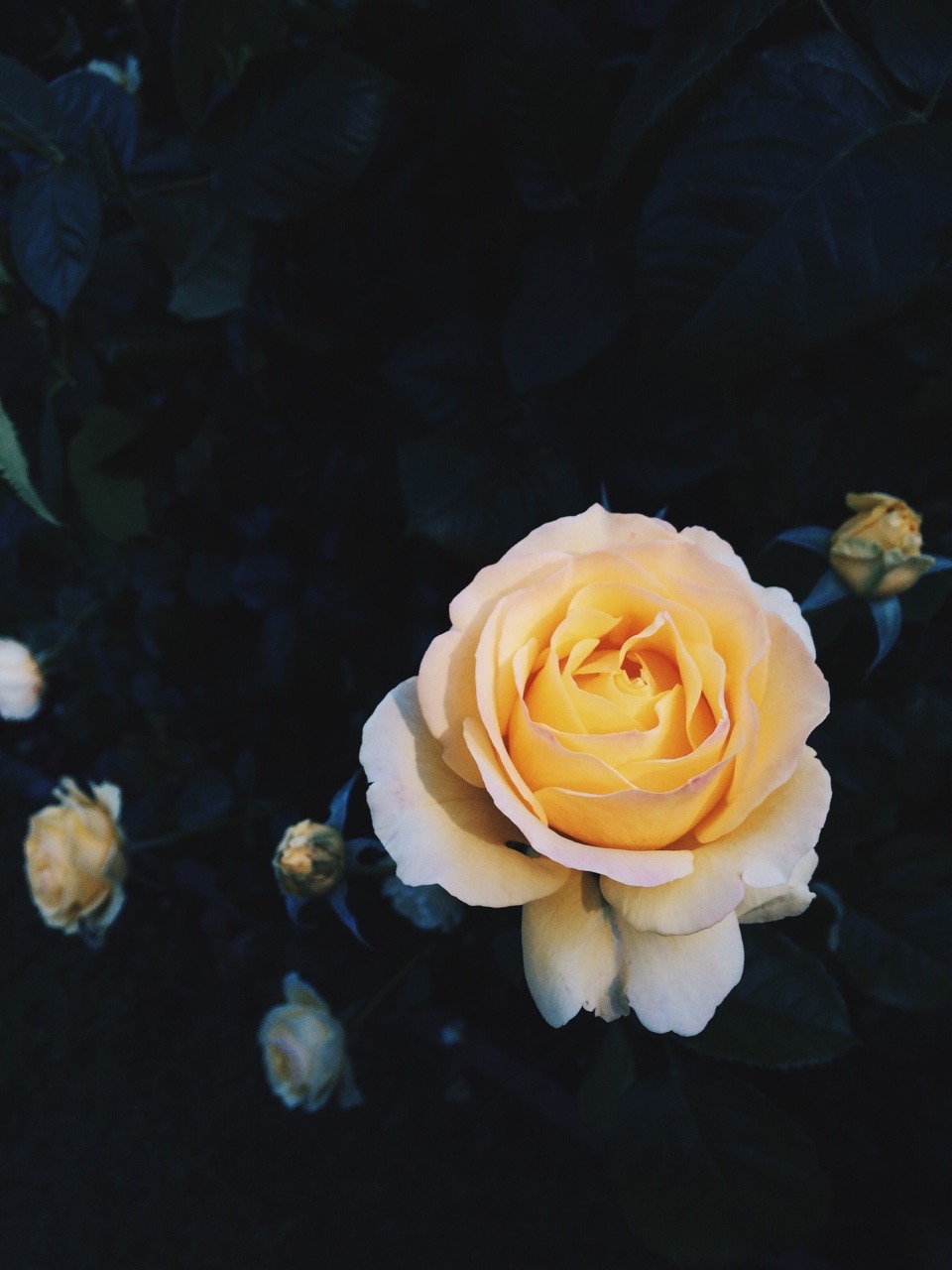 floralls