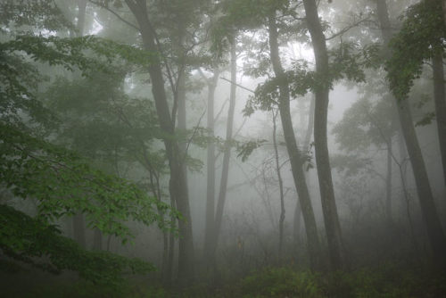 90377:Sams Point in the Fog by WhatsAllThisThen