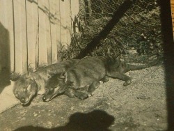 sixth-extinction:Sunbathing thylacines. Source/date unknown.