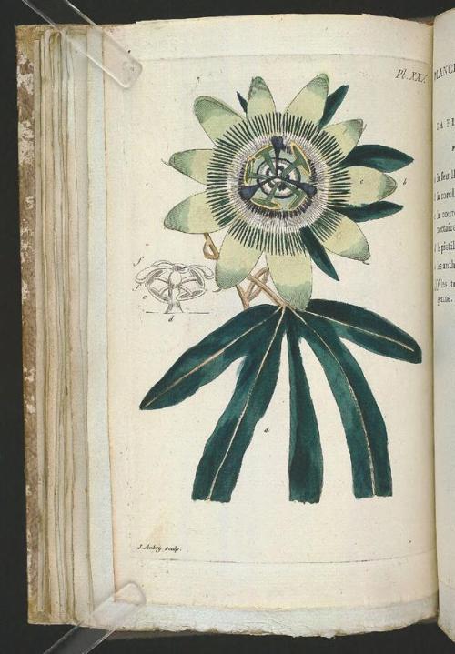heaveninawildflower:Botanical illustrations taken from ‘Recueil de Plantes Coloriees’ by