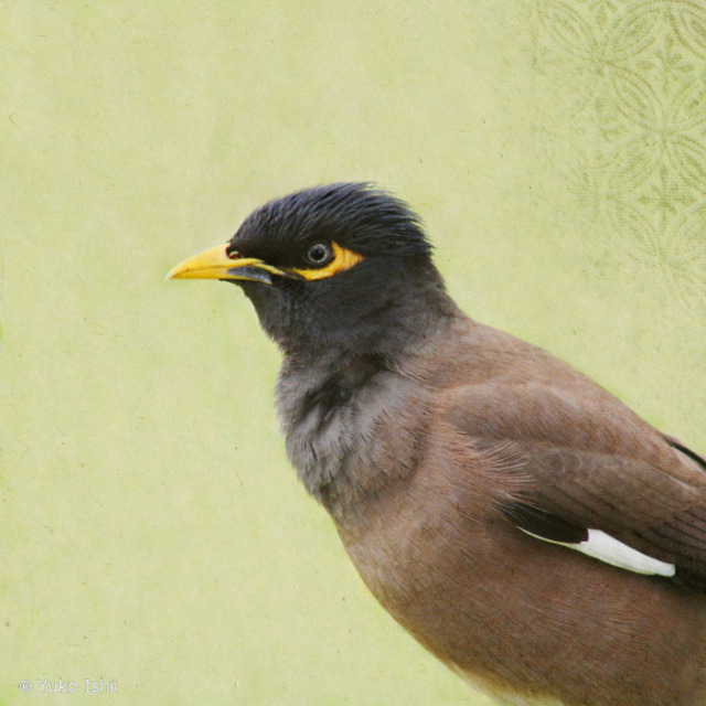 song of a myna
mixed media photography, wax on wood panel © Yuko Ishii 
 Available only on artful home: https://www.artfulhome.com/navigate?searchTerm=yuko #birds#common myna#wildlife photography#wildlife#animals#nature#healing#Artful Home#home inspiration#japanese artist#animal portrait#zen#israel#telaviv#travel photography#Adventure#seattle artist