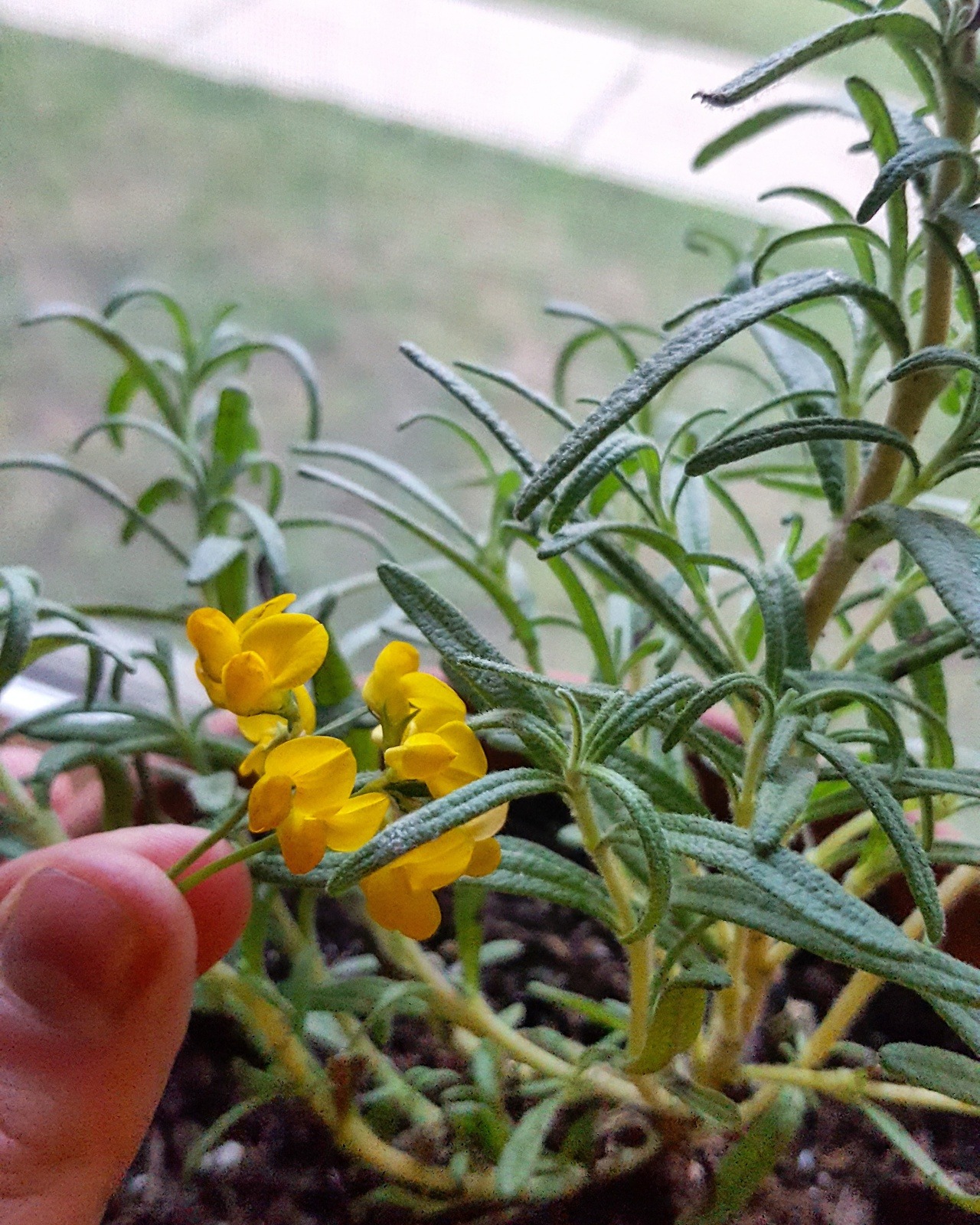 vanir-nebulae: Growth. Instagram // gab.is.fab  ~These tiny yellow flowers grow everywhere