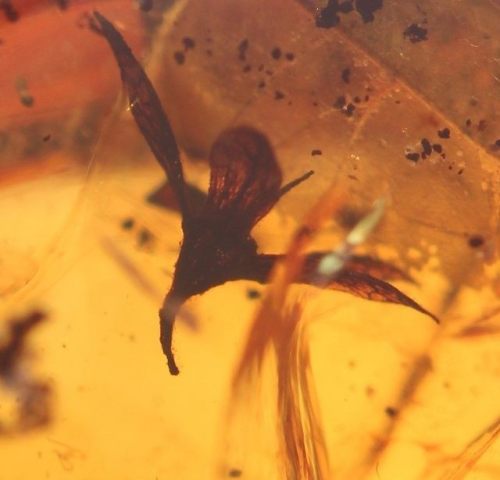 fossilera:A delicate, 95 million year old flower preserved in Burmese amber.