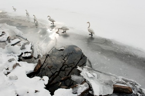 nubbsgalore:swan lake. photos (none of which are actually in russia) by (click pic) paul and paveena