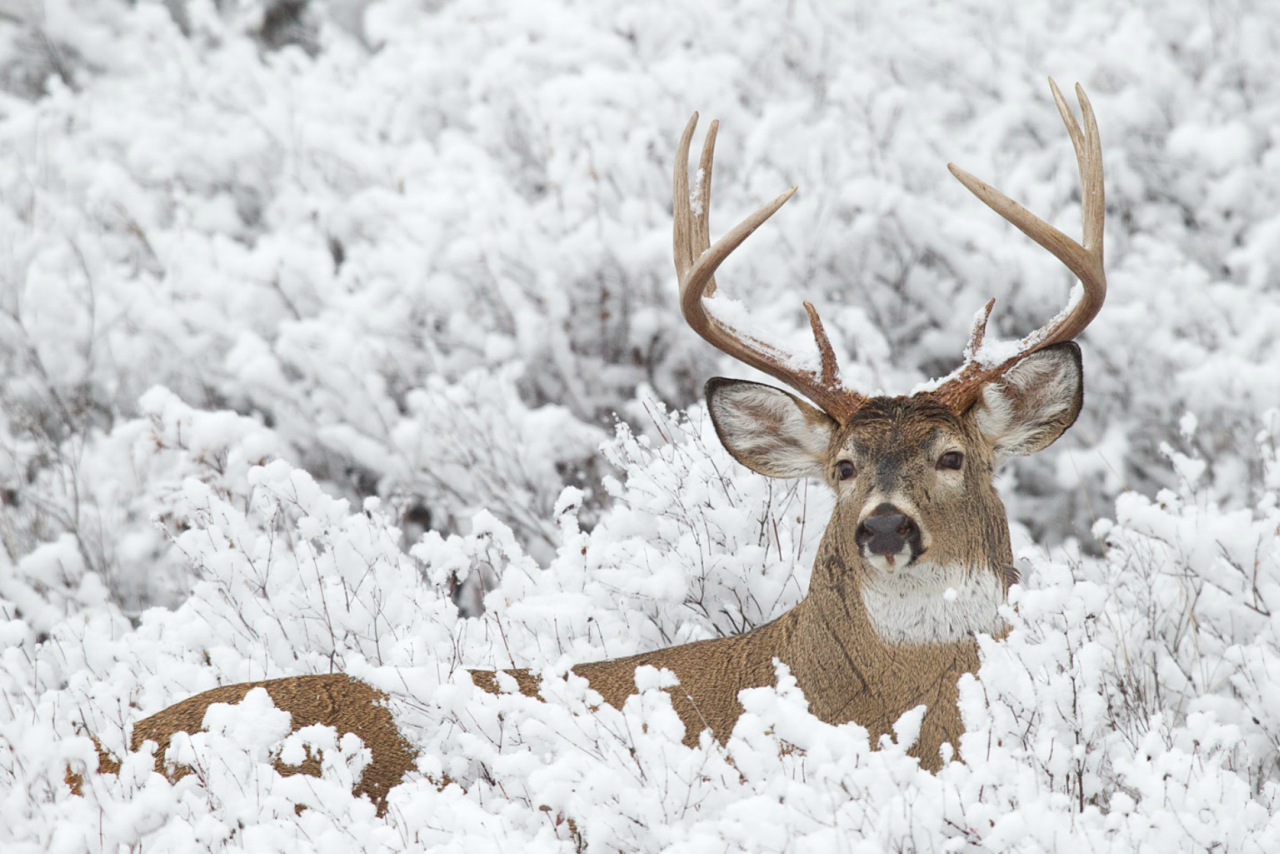 nubbsgalore:  whitetailed stag in winter, photographed by (click pic) david stephens,