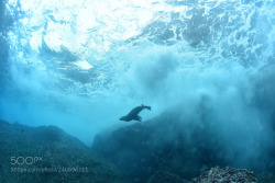 socialfoto:自在   free diving in  galapagos by 2b19f4fd74701b771903278a7c92b8224