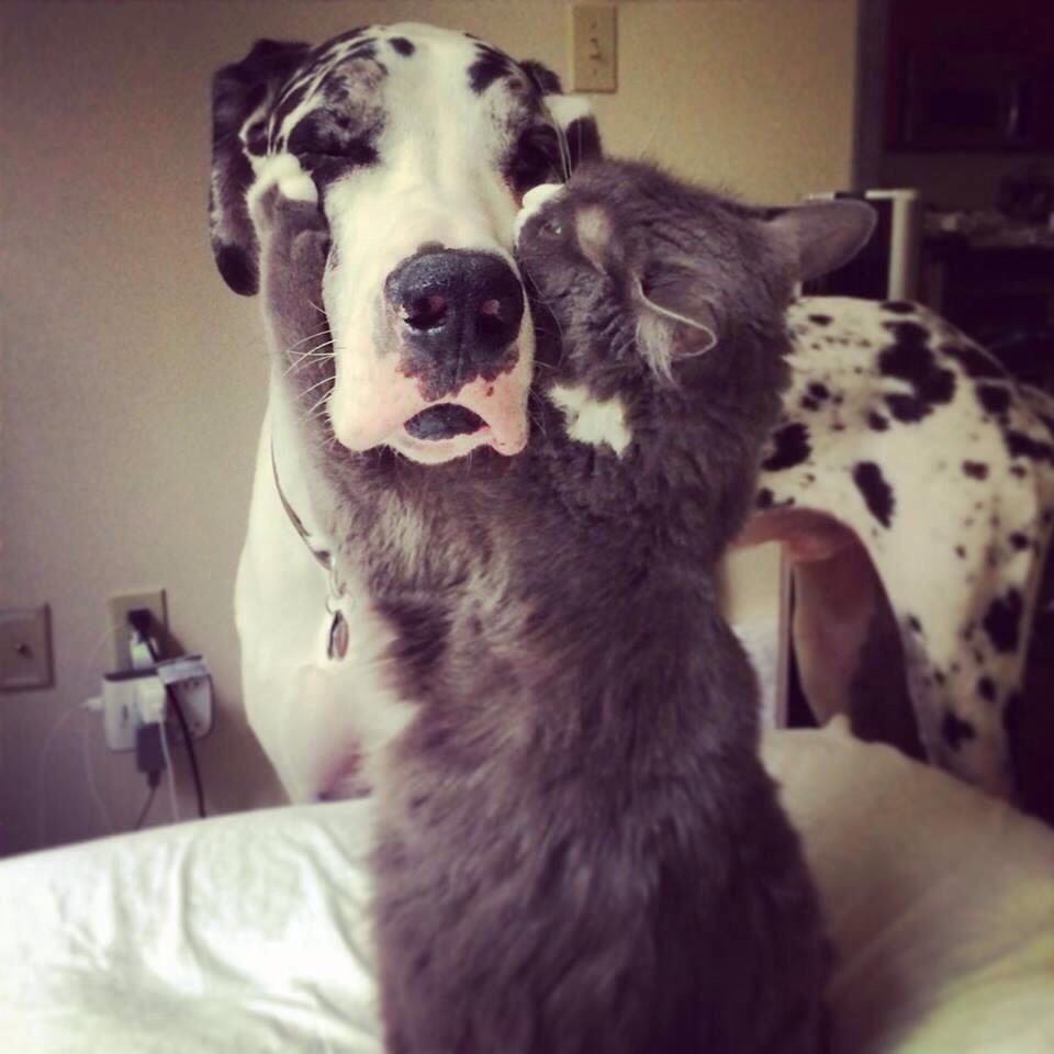 cute-overload:  The cutest hug I’ve ever seen.http://cute-overload.tumblr.com