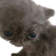 zbbfae