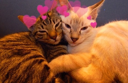 lesbianheart: Cuddling cats moodboard