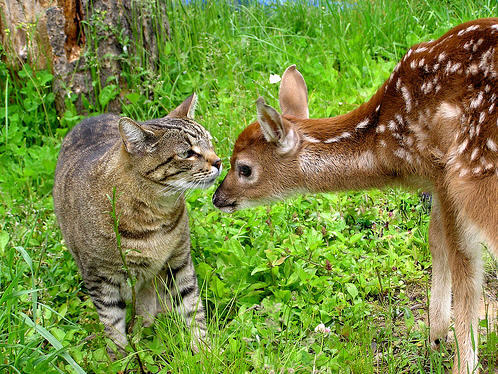 aquiraxuno:deer and cats