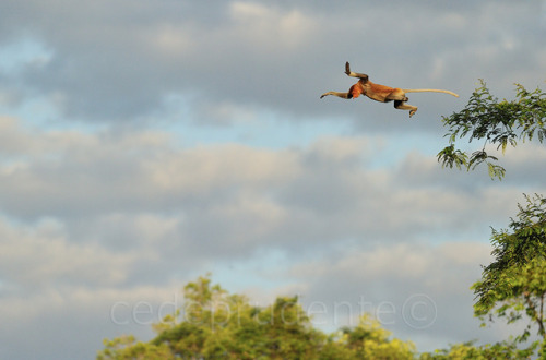 tigerator: proboscismonkey: Proboscis monkeys have been known to leap from trees and belly flop into the water below from heights as high as 50 feet in the air. how to get so sopping wet in one easy step 
