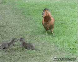 bunnyfood:  (via lawebloca:x) 
