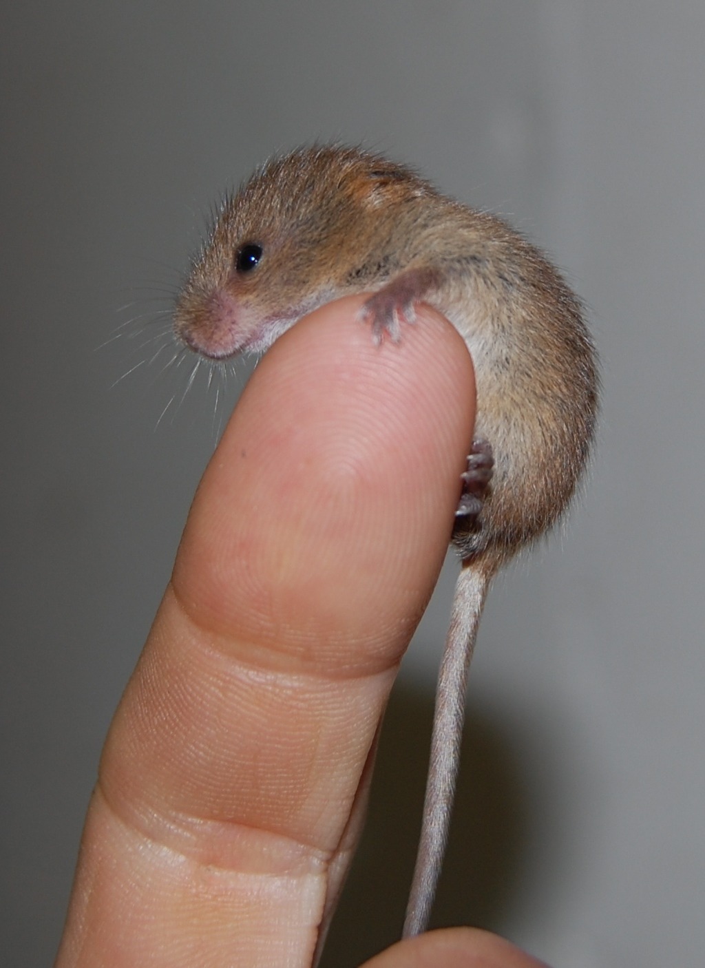  this is a harvest mouse appreciation post 