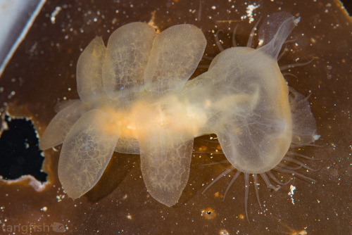 The Hooded Nudibranch (Melibe leonina) supposedly smells like fresh watermelon when taken out of the