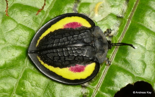 end0skeletal: Tortoise Beetles by Andreas Kay